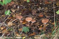 Pilze-20101001-25.jpg