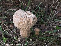 Pilze-20101001-28.jpg