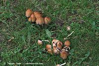 Pilze-20101002-11.jpg