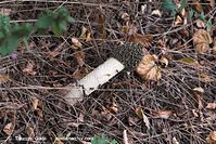 Pilze-20101002-13.jpg