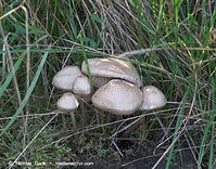 Pilze-20101003-16.jpg