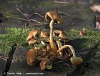 Dateiname=Pilze-20101009-13.jpg
Dateigröße=100KB
Abmessungen: 700x532
hinzugefügt am: 27. März 2014 Pilze-20101009-13.jpg