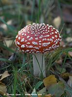 Dateiname=Pilze-Fliegen-20091031-075.jpg
Dateigröße=82KB
Abmessungen: 520x700
hinzugefügt am: 27. März 2014 Pilze-Fliegen-20091031-075.jpg