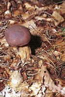 Pilze-Ste-200110-05.jpg