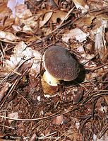 Pilze-Ste-200111-53.jpg