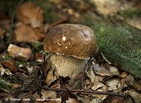 Pilze-Steinpilze-20100908-103.jpg