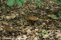 Pilze-Steinpilze-20100908-107.jpg