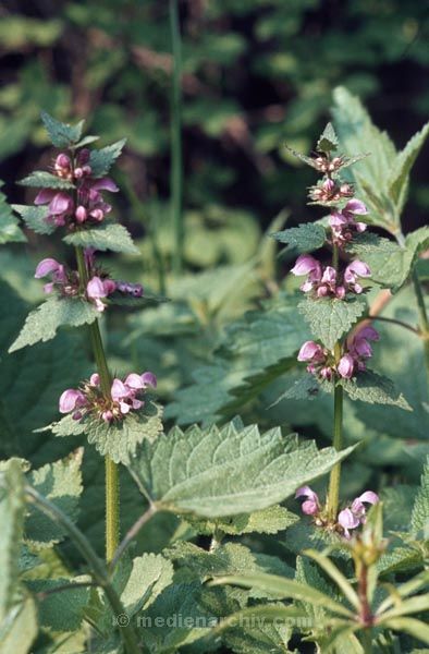 Foto: Helga Müller
Schlüsselwörter: Flora;Pflanzen