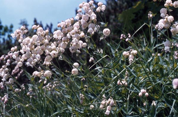 Foto: Helga Müller
Schlüsselwörter: 1982;Flora;Pflanzen