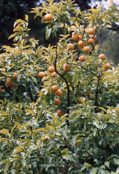 Mai 1983. Flora / Pflanzen
Mai 1983. Flora / Pflanzen. 

Kroatien. Rotel Reise im ehemaligen Jugoslawien

Fotos: Helga Müller   
Schlüsselwörter: Jugoslawien;Kroatien;1983;Flora;Pflanzen