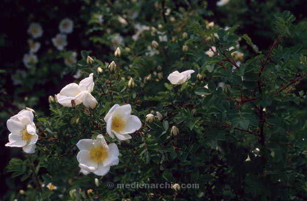 Foto: Helga Müller
Schlüsselwörter: 1984;Flora;Pflanzen
