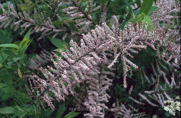 Foto: Helga Müller
Schlüsselwörter: 1984;Flora;Pflanzen