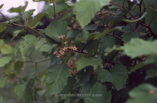 Foto: Helga Müller
Schlüsselwörter: 1984;Flora;Pflanzen