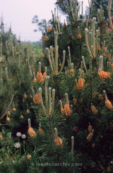 Foto: Helga Müller
Schlüsselwörter: 1984;Flora;Pflanzen