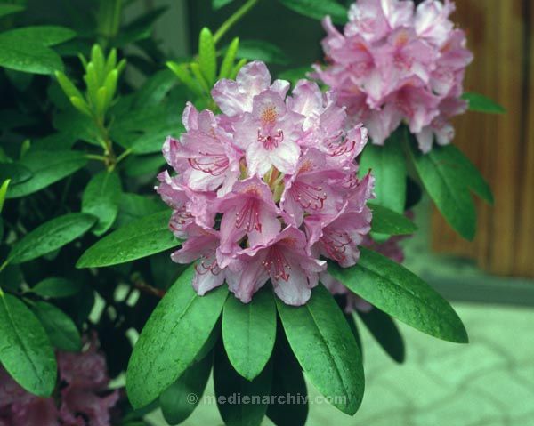 Foto: Helga Müller
Schlüsselwörter: 1984;Flora;Pflanzen