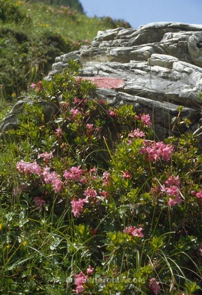 1986. Österreich. Tirol.  Flora / Pflanzen
1986. Österreich. Tirol. Zillertaler Alpen / Tuxer Alpen.  Flora / Pflanzen
Schlüsselwörter: 1986;sterreich;Zillertaler Alpen;Tuxer Alpen;Flora;Pflanzen