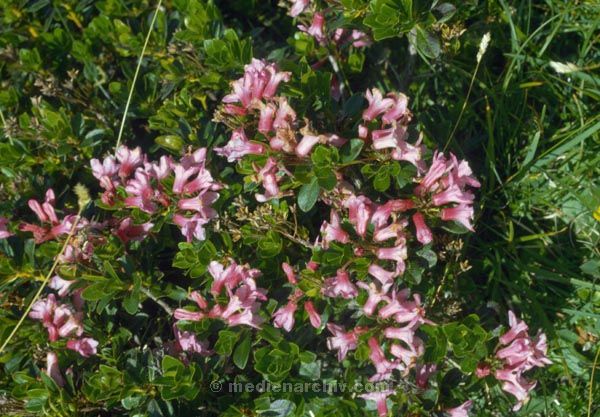1986. Österreich. Tirol.  Flora / Pflanzen
1986. Österreich. Tirol. Zillertaler Alpen / Tuxer Alpen.  Flora / Pflanzen
Schlüsselwörter: 1986;sterreich;Zillertaler Alpen;Tuxer Alpen;Flora;Pflanzen