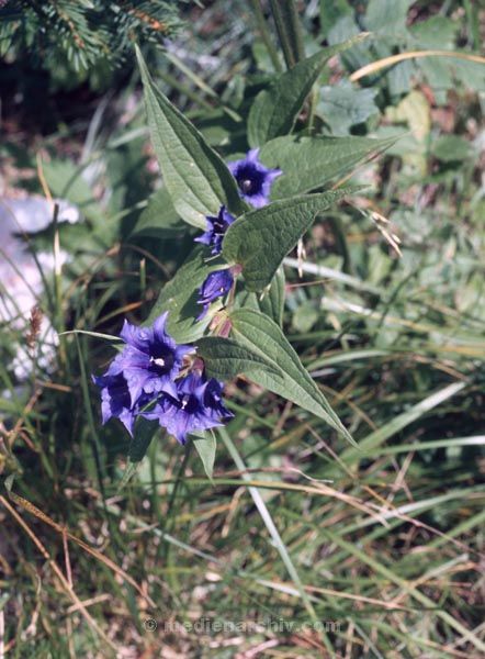Foto: Helga Müller
Schlüsselwörter: 1987;Flora;Pflanzen
