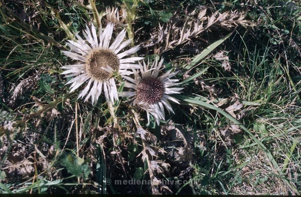 Foto: Helga Müller
Schlüsselwörter: 1987;Flora;Pflanzen