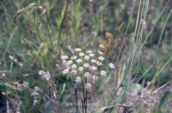 Foto: Helga Müller
Schlüsselwörter: 1987;Flora;Pflanzen