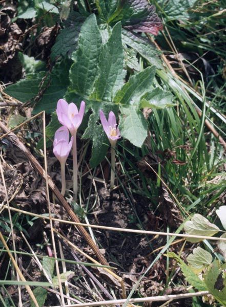 Foto: Helga Müller
Schlüsselwörter: 1987;Flora;Pflanzen