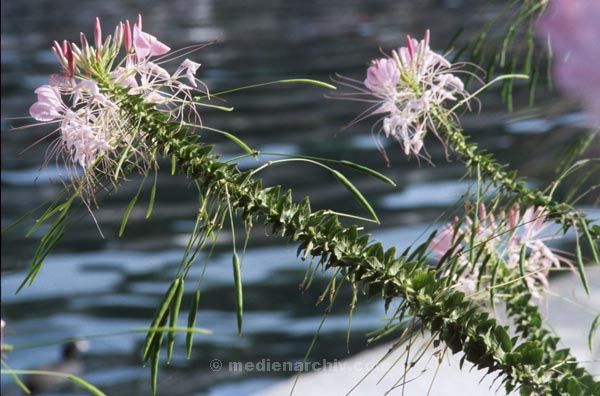 Foto: Helga Müller
Schlüsselwörter: 1987;Flora;Pflanzen