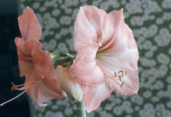 Foto: Helga Müller
Schlüsselwörter: 1987;Flora;Pflanzen