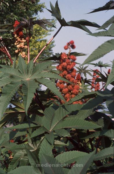 Foto: Helga Müller
Schlüsselwörter: 1987;Flora;Pflanzen