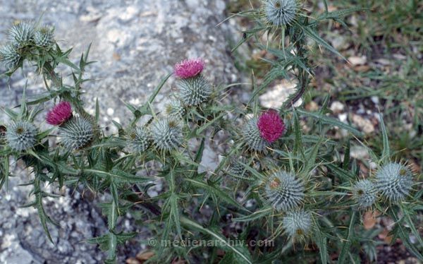 1991. Distel. Spanien. Kanarische Inseln. Teneriffa. Flora / Pflanzen.
1991. Spanien. Kanarische Inseln. Teneriffa. Flora / Pflanzen. Espana. Islas Canarias. Plantas. Distel.
Schlüsselwörter: Spanien;Pflanzen;Flora;Teneriffa;Kanarische Inseln;1991;Distel;Blüten
