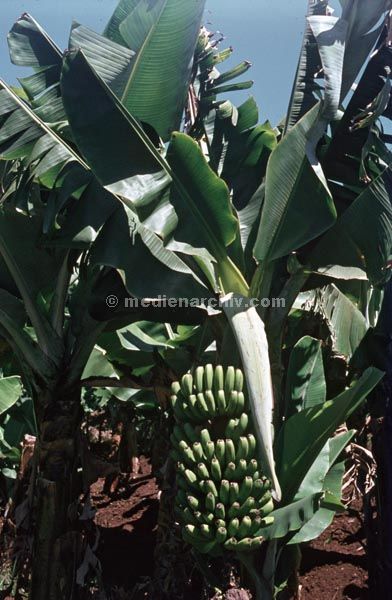 1968. Portugal. Insel Madeira.
1968. Portugal. Insel Madeira. Flora. Pflanzen. Baum. Bananen
Schlüsselwörter: 1963;Bananen;Baum;Flora;Insel Madeira;Pflanzen;Portugal