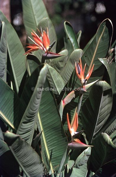 1968. Portugal. Insel Madeira.
1968. Portugal. Insel Madeira.
Schlüsselwörter: 1963;Flora;Insel Madeira;Pflanzen;Portugal