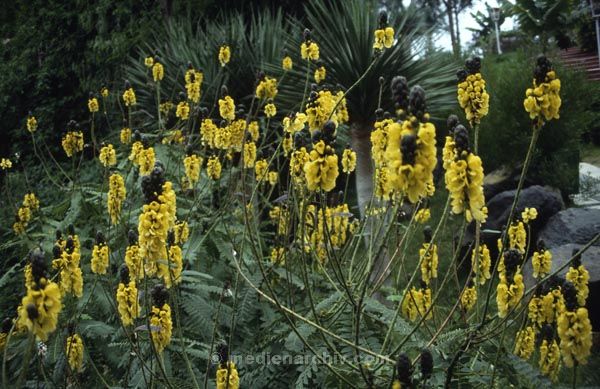 1991. Spanien. Kanarische Inseln. Teneriffa. Flora / Pflanzen.
1991. Spanien. Kanarische Inseln. Teneriffa. Flora / Pflanzen. Espana. Islas Canarias. Plantas.
Schlüsselwörter: Spanien;Pflanzen;Flora;Teneriffa;Kanarische Inseln;1991