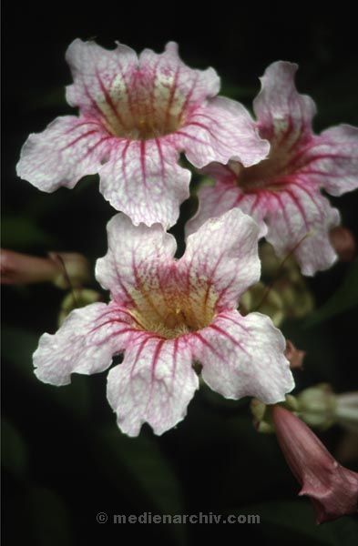 1991. Blumen. Blüten. Spanien. Kanarische Inseln. Teneriffa. Flora / Pflanzen.
1991. Spanien. Kanarische Inseln. Teneriffa. Flora / Pflanzen. Espana. Islas Canarias. Plantas. Blumen. Blüten.
Schlüsselwörter: Spanien;Pflanzen;Flora;Teneriffa;Kanarische Inseln;1991;Blüten;Blumen;Orchidee