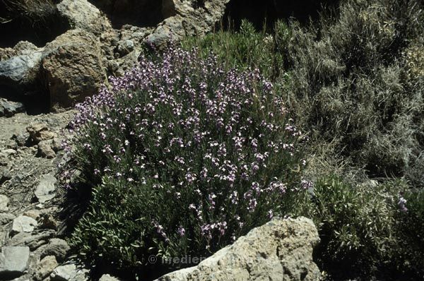 1991. Spanien. Kanarische Inseln. Teneriffa. Flora / Pflanzen.
1991. Spanien. Kanarische Inseln. Teneriffa. Flora / Pflanzen. Espana. Islas Canarias. Plantas.
Schlüsselwörter: Spanien;Pflanzen;Flora;Teneriffa;Kanarische Inseln;1991