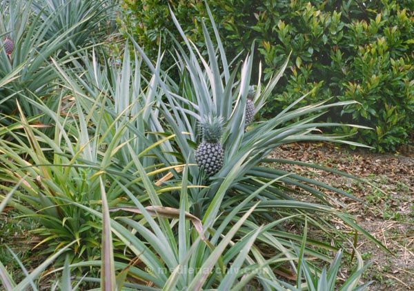 1980. Indonesien. Flora / Pflanzen. Ananas. Frucht
1980. Indonesien. Flora / Pflanzen. Ananas. Frucht
Schlüsselwörter: 1980;Pflanzen;Flora;Ananas;Frucht