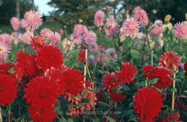 1992. Berlin. Flora / Pflanzen. Blumen
1992. Berlin. Flora / Pflanzen. Blumen
Schlüsselwörter: 1992;Flora;Pflanzen;Blumen;Berlin