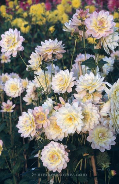 1992. Berlin. Flora / Pflanzen. Blumen
1992. Berlin. Flora / Pflanzen. Blumen
Schlüsselwörter: 1992;Flora;Pflanzen;Blumen;Berlin