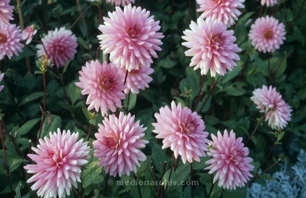 1992. Berlin. Flora / Pflanzen. Blumen
1992. Berlin. Flora / Pflanzen. Blumen
Schlüsselwörter: 1992;Berlin;Blumen;Flora;Pflanzen