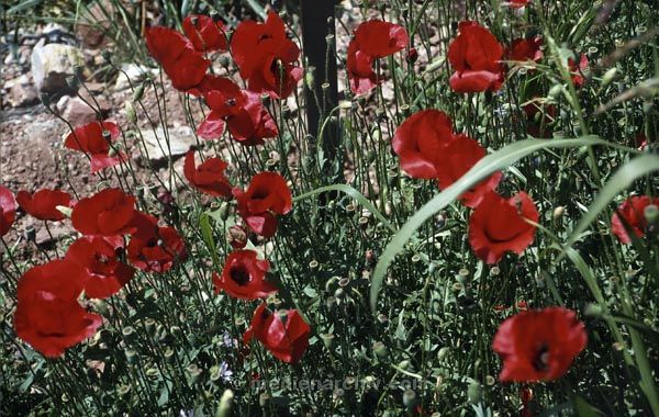 1991. Mohnblumen. Spanien. Kanarische Inseln. Teneriffa. Flora / Pflanzen.
1991. Spanien. Kanarische Inseln. Teneriffa. Flora / Pflanzen. Espana. Islas Canarias. Plantas.  Wildblumen. Mohnblumen in Blüte.
Schlüsselwörter: Spanien;Pflanzen;Flora;Teneriffa;Kanarische Inseln;1991;Mohnblumen;Blüten;Wildblumen