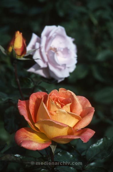 Foto: Helga Müller
Schlüsselwörter: Flora;Pflanzen;1982;Rose