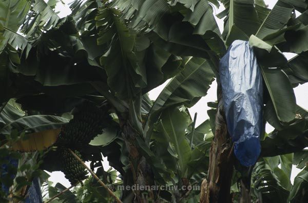 1991. Spanien. Kanarische Inseln. Teneriffa. Flora / Pflanzen. Bananenbaum. Plantage. Landwirtschaft.
1991. Spanien. Kanarische Inseln. Teneriffa. Flora / Pflanzen. Bananenbaum. Plantage. Landwirtschaft.
Schlüsselwörter: 1991;Teneriffa;Kanarische Inseln;Spanien;Bananenbaum;Plantage;Landwirtschaft;Flora;Pflanzen