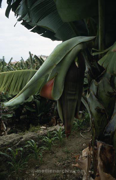 1991. Bananenbaum. Spanien. Kanarische Inseln. Teneriffa. Flora / Pflanzen.
1991. Spanien. Kanarische Inseln. Teneriffa. Flora / Pflanzen. Espana. Islas Canarias. Plantas.  Bananenplantage. Baum Bäume.  Blüte. Landwirtschaft
Schlüsselwörter: Spanien;Pflanzen;Flora;Teneriffa;Kanarische Inseln;1991;Landwirtschaft;Bananenbaum;Blüte