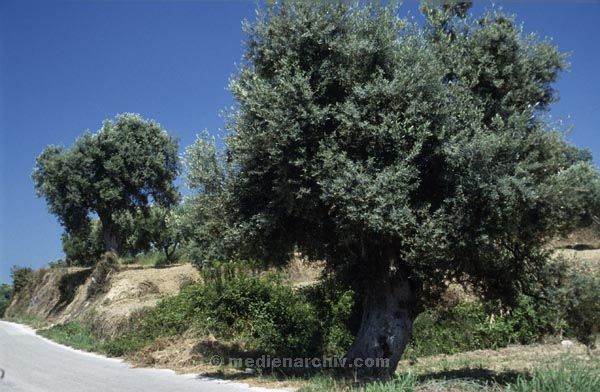 1991. Baum Spanien. Kanarische Inseln. Teneriffa. Flora / Pflanzen.
1991. Spanien. Kanarische Inseln. Teneriffa. Flora / Pflanzen. Espana. Islas Canarias. Plantas. 

Olivenbaum oder Korkeichenbaum ?
Schlüsselwörter: Spanien;Pflanzen;Flora;Teneriffa;Kanarische Inseln;1991;Baum;Bäume