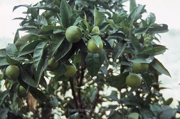 1964. Italien. Zitronenbaum
1964. Italien. Ligurien. Imperia. Flora / Pflanzen. Baum Bäume. Zitronenbaum
Schlüsselwörter: 1964;Italien;Imperia;Ligurien;Zitronen;Baum;Bäume;Flora;Pflanzen