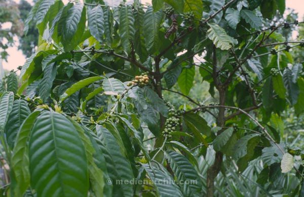 1980. Flora / Pflanzen. Kaffeestrauch.
1980. Indonesien. Flora / Pflanzen. Kaffestrauch
Schlüsselwörter: 1980;Pflanzen;Flora;Kaffeestrauch
