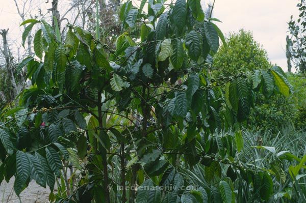 1980. Indonesien. Flora / Pflanzen. Kaffestrauch
1980. Indonesien. Flora / Pflanzen. Kaffestrauch
Schlüsselwörter: 1980;Pflanzen;Flora;Kaffeestrauch;Indonesien