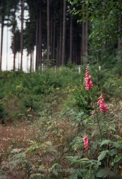 Foto: Helga Müller
Schlüsselwörter: Flora;Pflanzen;1960