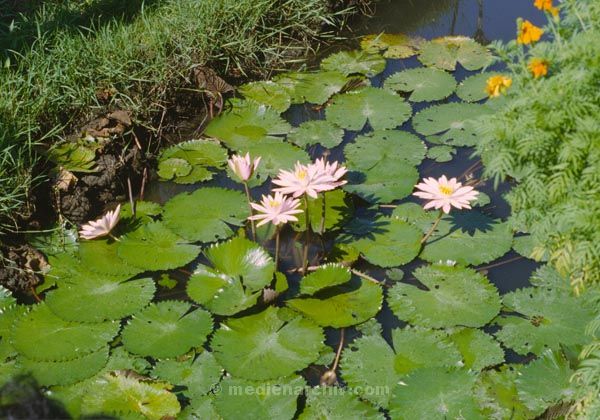 1980. Asien. Fernost. Indonesien. Flora / Pflanzen. Wasserpflanzen.
1980. Indonesien. Flora / Pflanzen. Wasserpflanzen
Schlüsselwörter: 1980;Indonesien;Asien;Fernost;Wasserpflanzen;Flora;Pflanzen