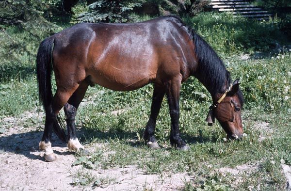 1981. Bulgarien. Fauna / Tiere. Pferde beim Grasen. Foto: Helga Müller
Schlüsselwörter: 1981;Bulgarien;Fauna;Pferde;Tiere