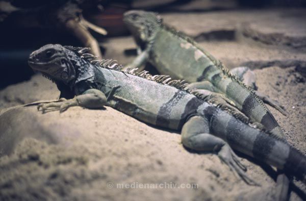 Terrarium. Reptilien.  Echsen. Leguane. Tiere. Fauna
Terrarium. Reptilien.  Echsen. Leguane. Tiere. Fauna
Schlüsselwörter: 1984;Echsen;Fauna;Reptilien;Terrarium;Tiere